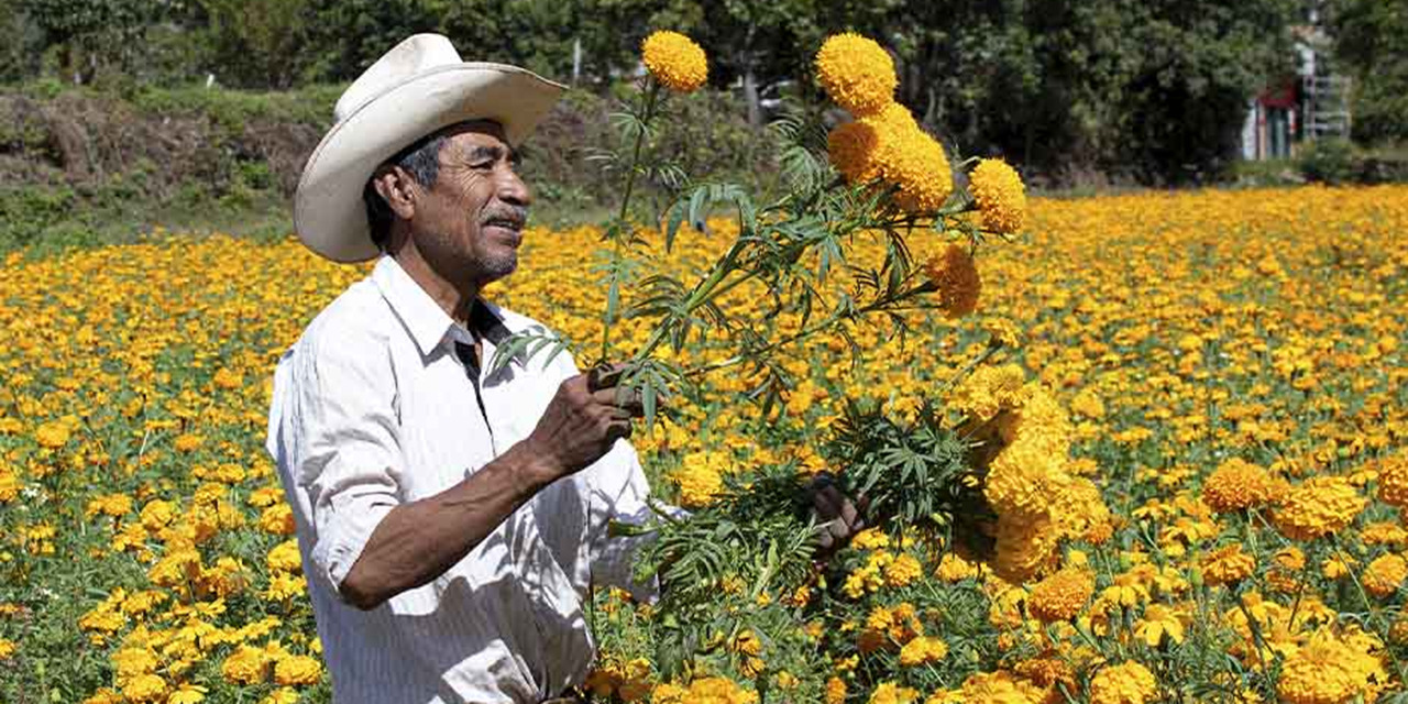 Flor cempasúchil, de México para el mundo; pero, nos comen el mandado | El Imparcial de Oaxaca