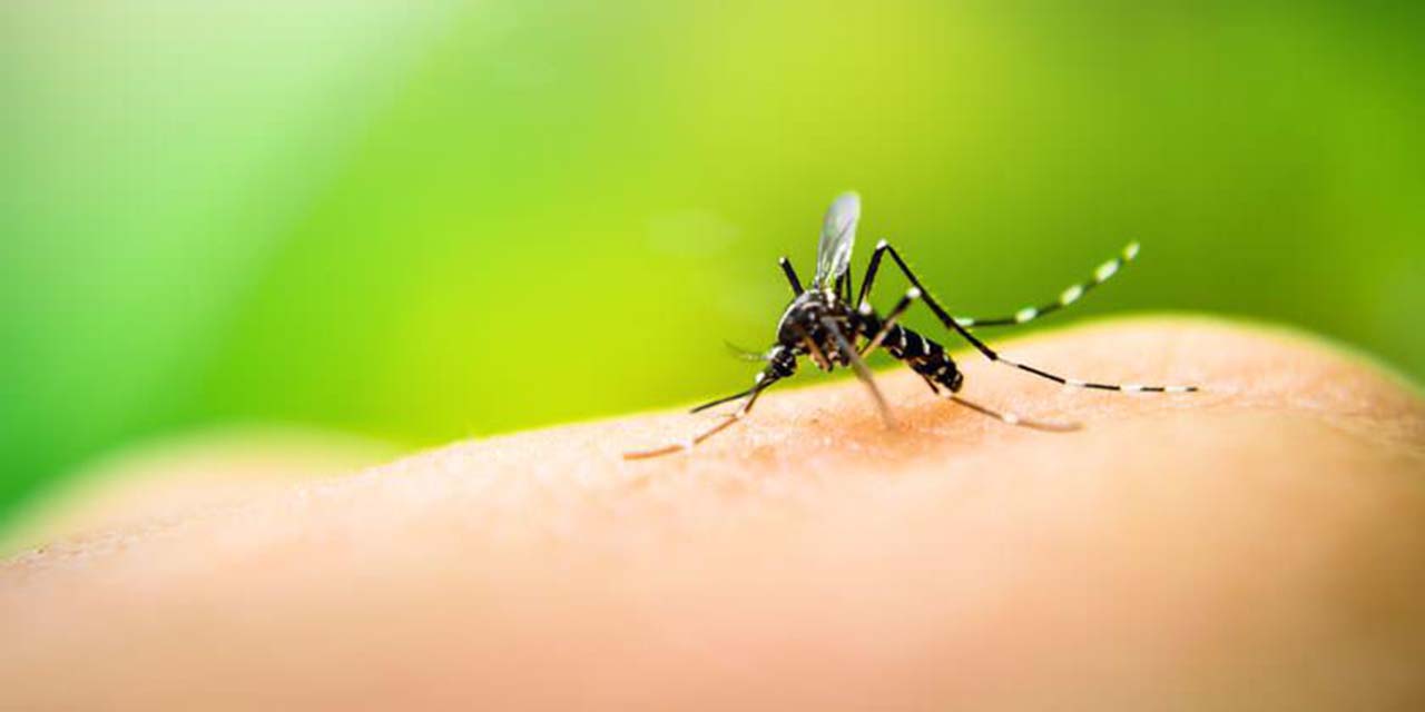 Notifican 21 casos nuevos de dengue | El Imparcial de Oaxaca