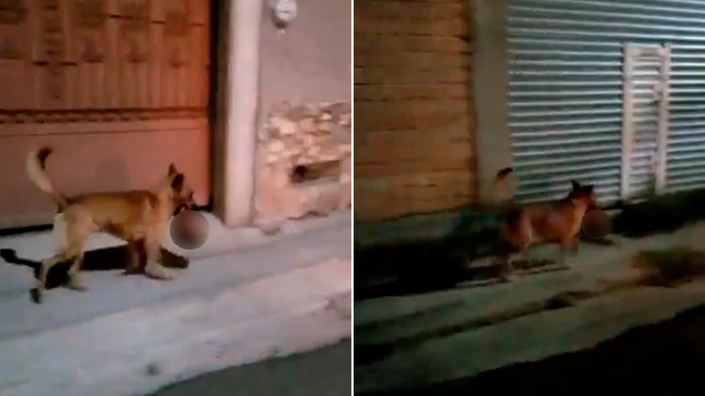 Terror en Zacatecas: difunden video de un perro con una cabeza humana en el hocico | El Imparcial de Oaxaca
