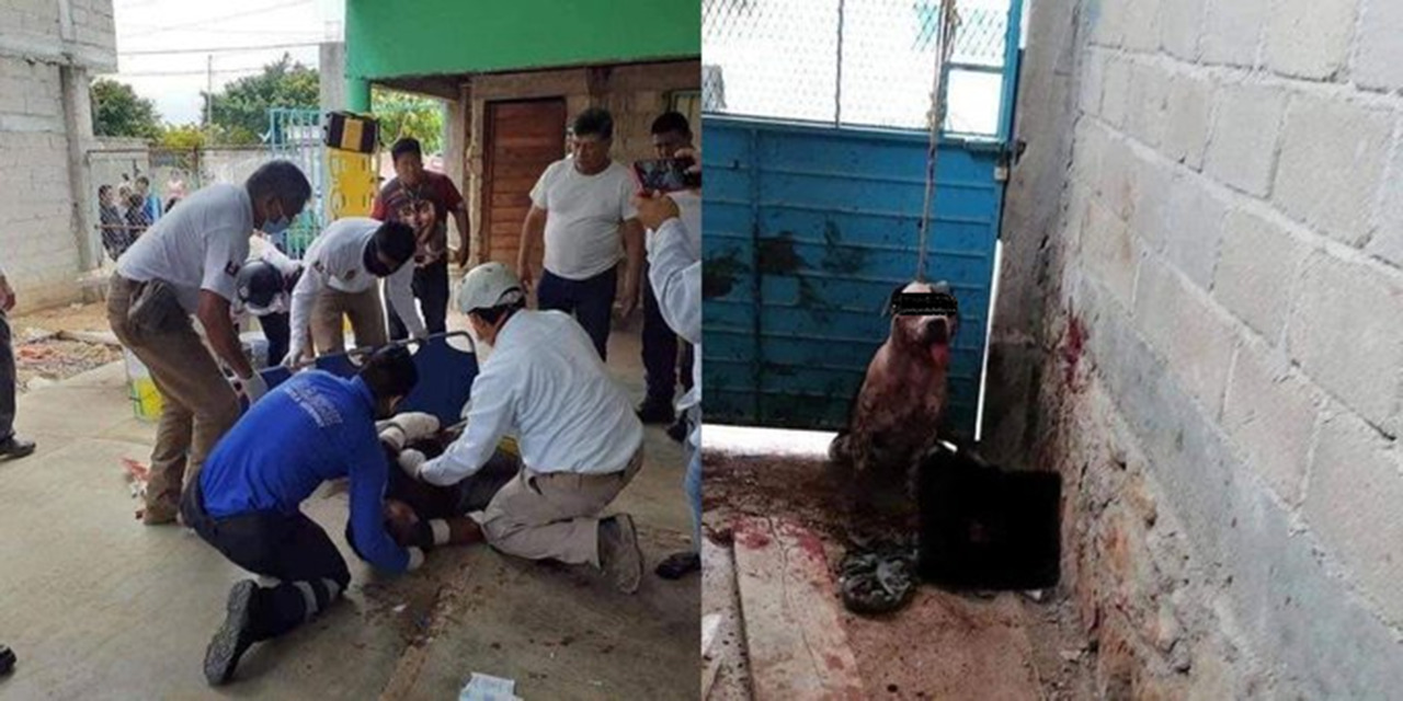 Perro pitbull que atacó a ladrón no será sacrificado | El Imparcial de Oaxaca