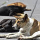 Activistas temen posible sacrificio masivo de perros callejeros ante el aumento de garrapatas en Monterrey