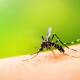 Pide Salud reforzar prevención tras repunte de casos de dengue