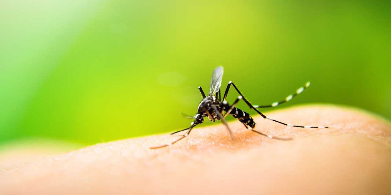 Pide Salud reforzar prevención tras repunte de casos de dengue | El Imparcial de Oaxaca