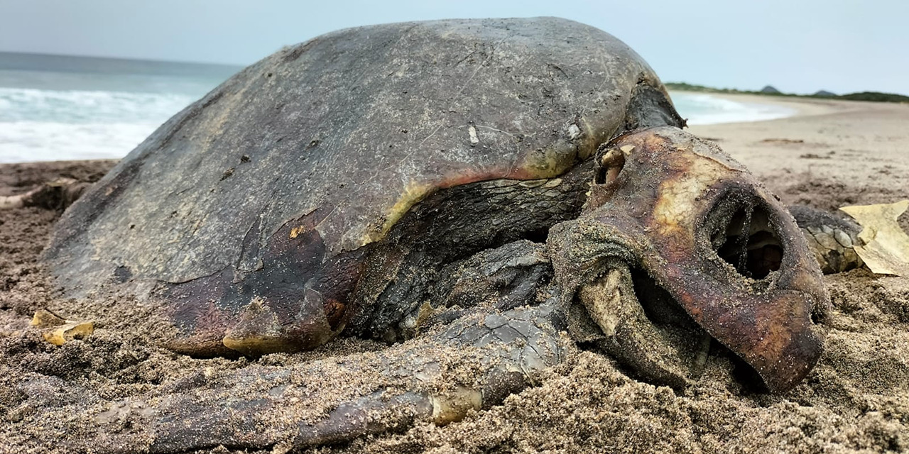 Hallan tortugas muertas en Salinas del Marqués | El Imparcial de Oaxaca