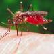 Advierten brote de paludismo en el Istmo; suman más casos