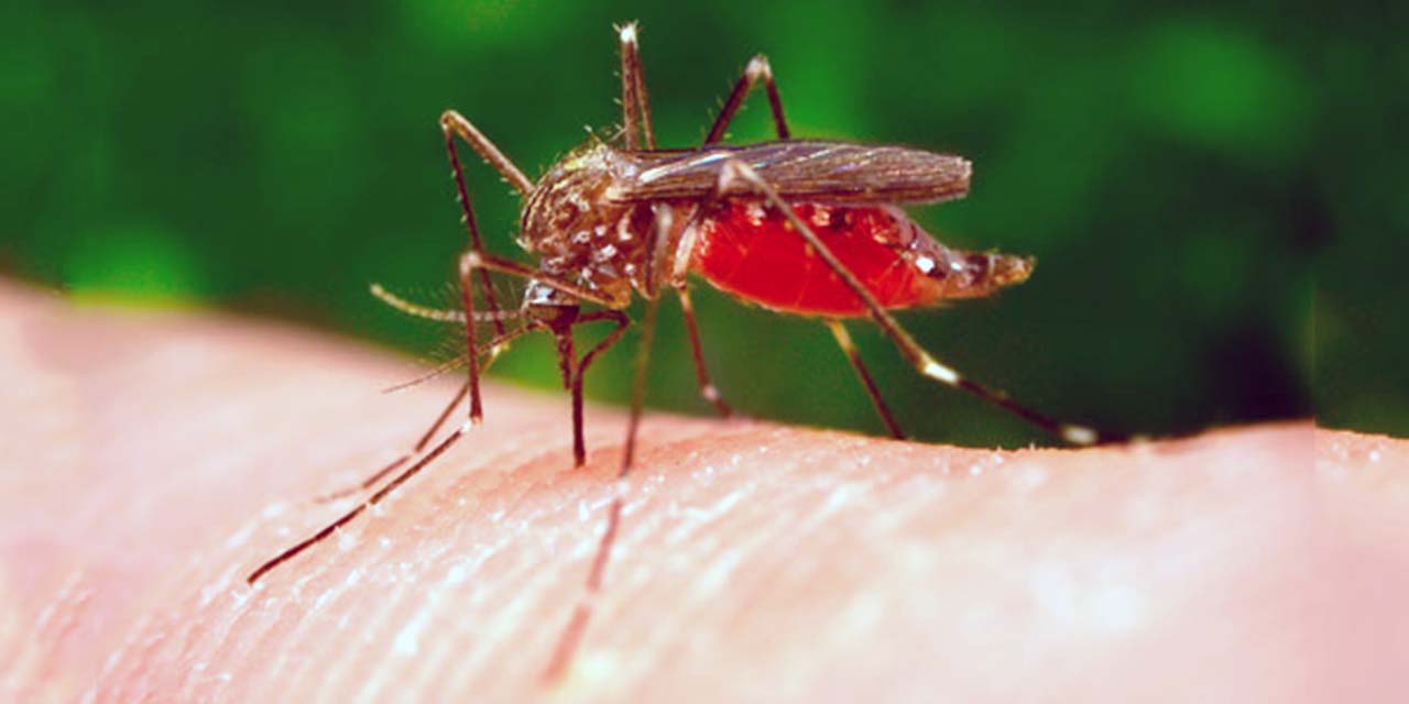 Advierten brote de paludismo en el Istmo; suman más casos | El Imparcial de Oaxaca