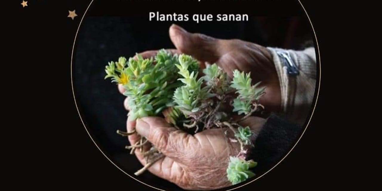 Presentan proyecto “Plantas que sanan” | El Imparcial de Oaxaca