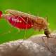 Detectan en Oaxaca primer caso de paludismo en 9 años