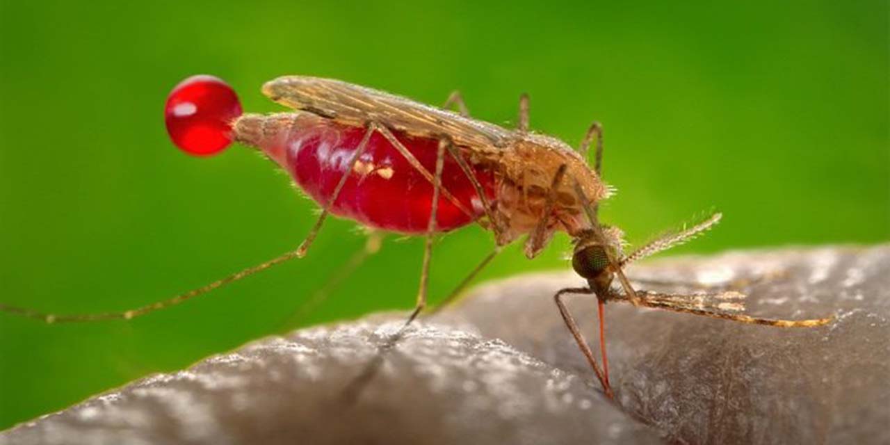 Detectan en Oaxaca primer caso de paludismo en 9 años | El Imparcial de Oaxaca