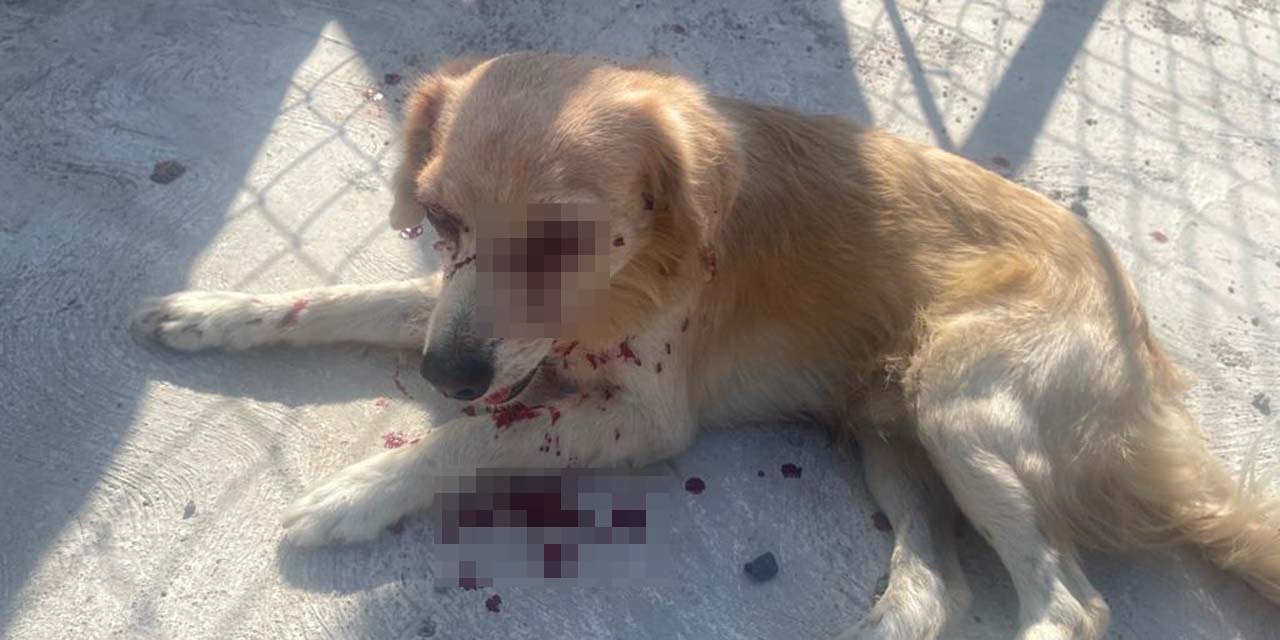 Desalmado sujeto ataca a perrito en Cd. Ixtepec | El Imparcial de Oaxaca