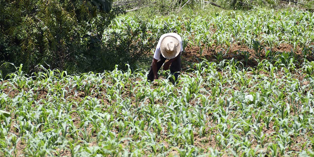 Esperan aumento de 100 mil toneladas en producción de maíz | El Imparcial de Oaxaca