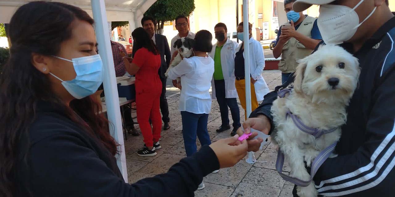 Inicia vacunación antirrábica en la Mixteca | El Imparcial de Oaxaca