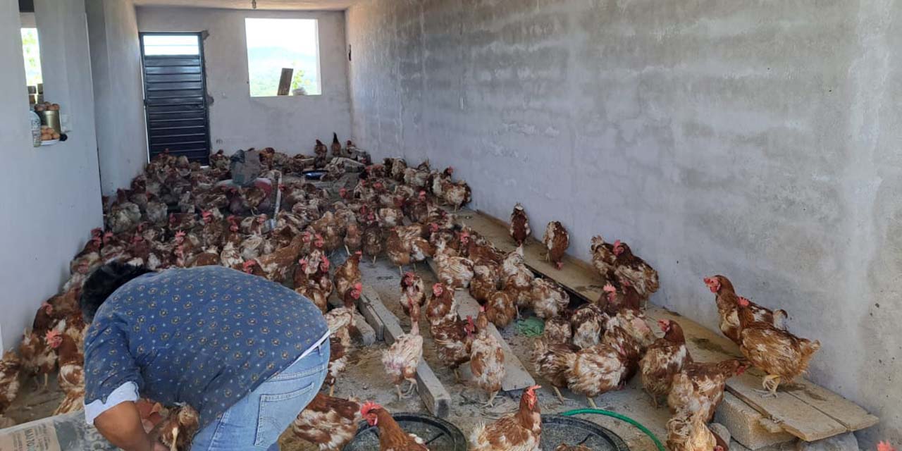 Las gallinas se entregan en un crecimiento óptimo para que en pocos días ya estén produciendo huevos Con gallinas, buscan incentivar la economía en Huajuapan | El Imparcial de Oaxaca