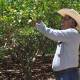 Se sube Oaxaca al top de producción de frutas