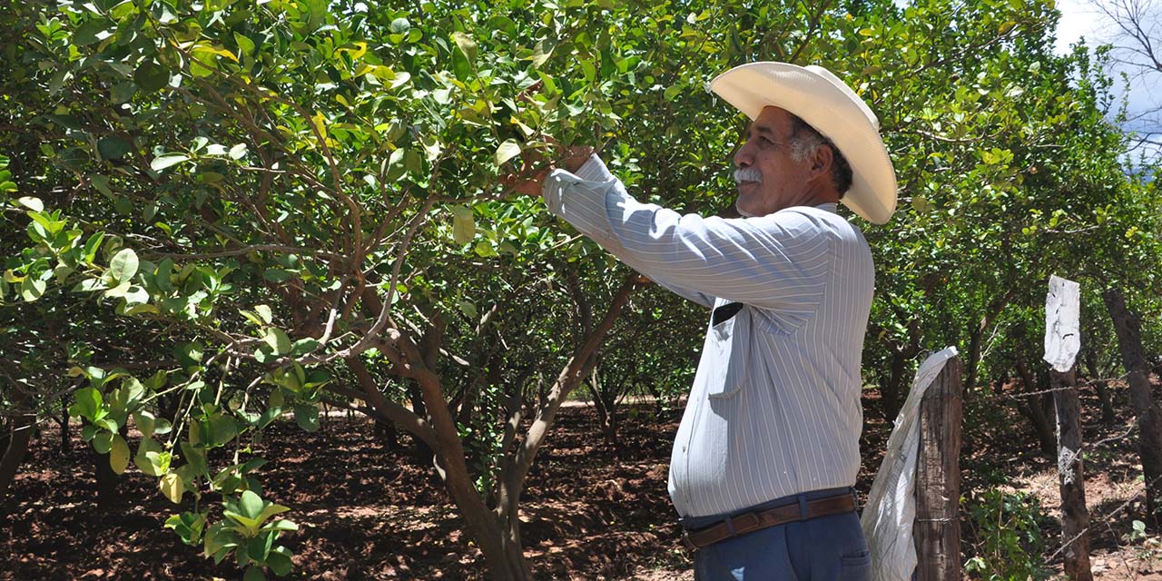 Se sube Oaxaca al top de producción de frutas | El Imparcial de Oaxaca