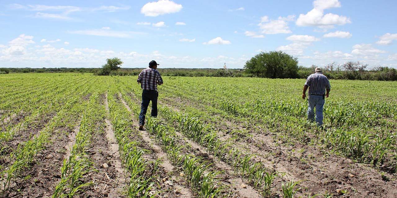 Profunda crisis en el agro por falta de financiamiento | El Imparcial de Oaxaca