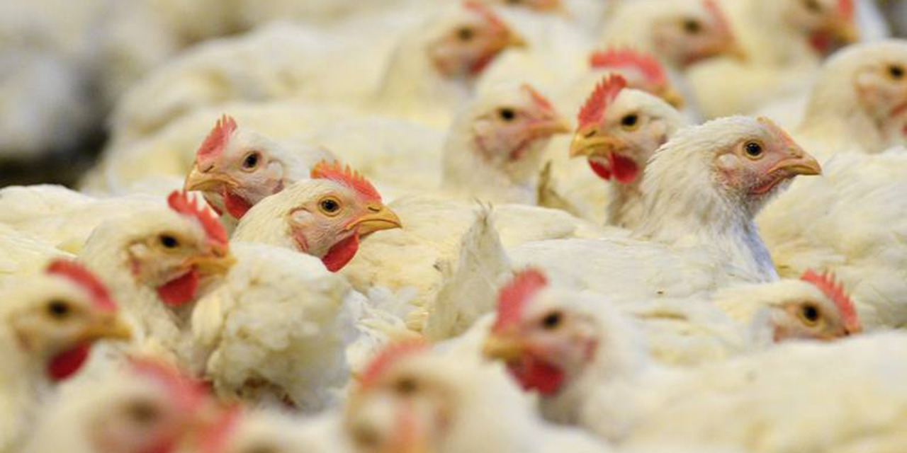 Gripe aviar: OMS confirma contagio de 2 personas en España | El Imparcial de Oaxaca