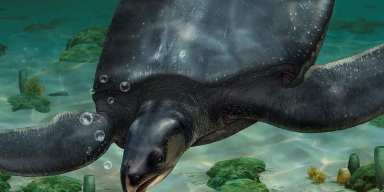 Descubren en España una tortuga marina prehistórica del tamaño de un coche | El Imparcial de Oaxaca
