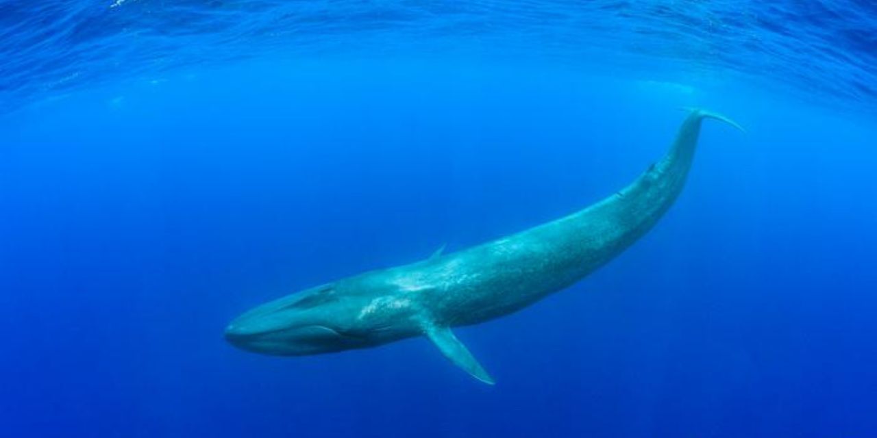 Las ballenas azules están absorbiendo hasta 10 millones de trozos de microplásticos al día | El Imparcial de Oaxaca