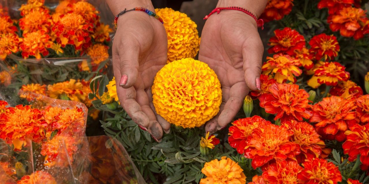 ¡Alto, no las tires! Sácale provecho a tus flores de cempasúchil | El Imparcial de Oaxaca