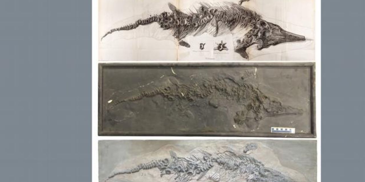 Hallan los moldes del esqueleto de un “pez lagarto” que había sido destruido en la Segunda Guerra Mundial | El Imparcial de Oaxaca