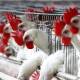 Brote de influenza aviar en Chiapas