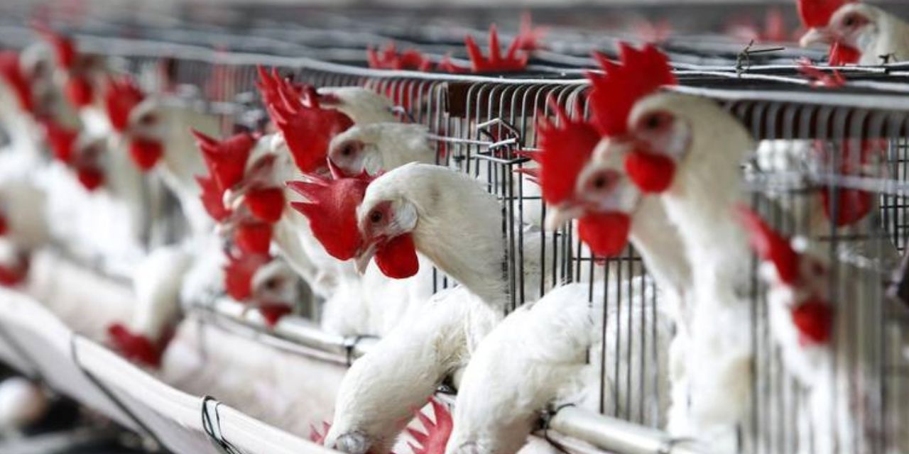 Brote de influenza aviar en Chiapas | El Imparcial de Oaxaca