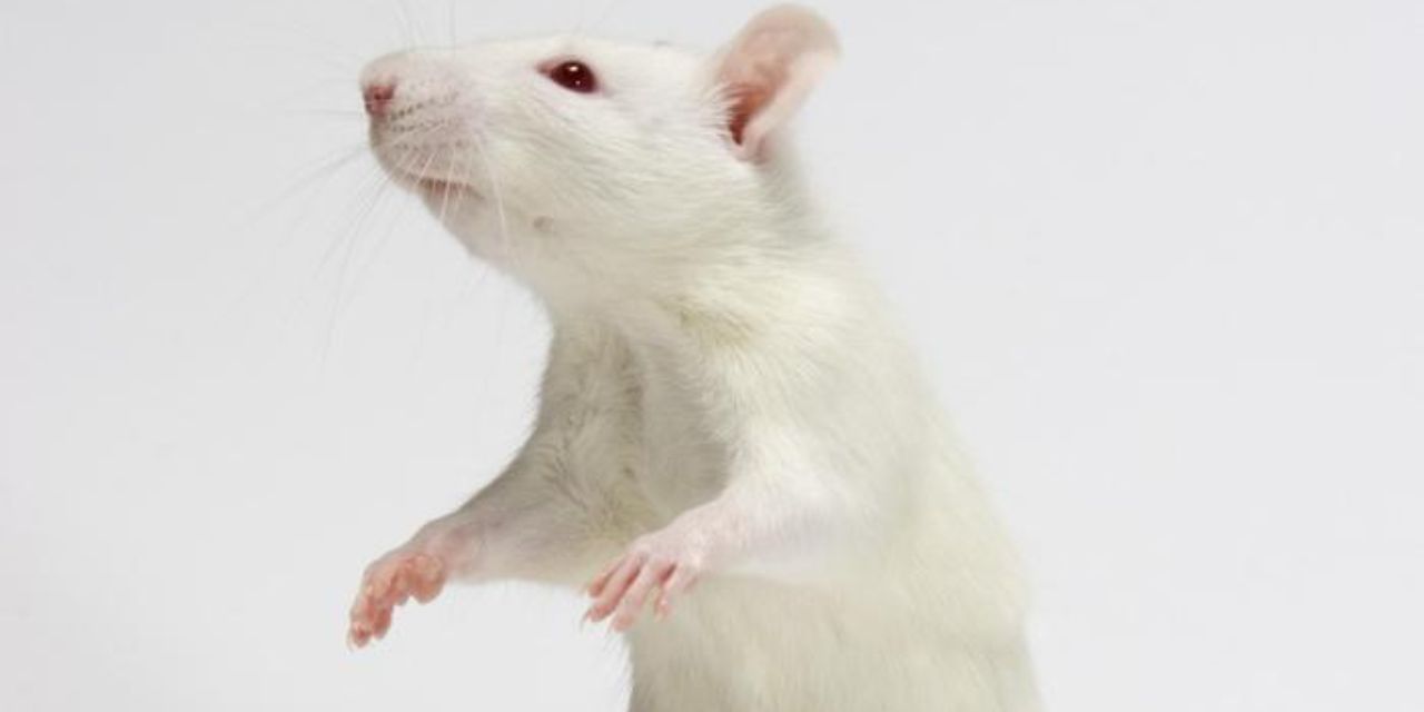Las ratas tienen ritmo y pueden seguir el compás de Mozart, según nuevo estudio | El Imparcial de Oaxaca