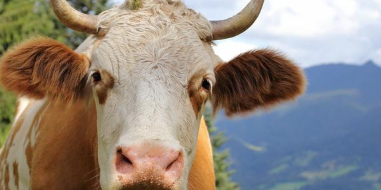 Vacas alimentadas con cáñamo industrial producen leche con THC y parecen estar drogadas, según estudio | El Imparcial de Oaxaca
