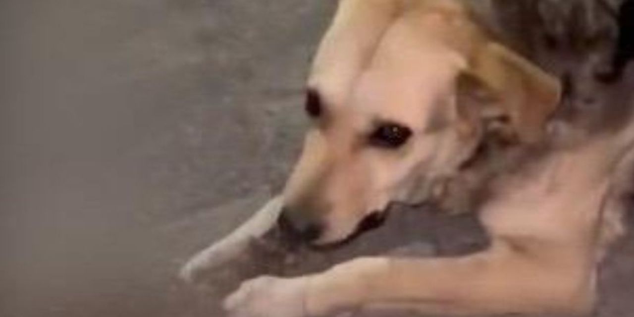 La verdad detrás del aterrador video de un perrito comiendo una columna vertebral en Ecatepec | El Imparcial de Oaxaca