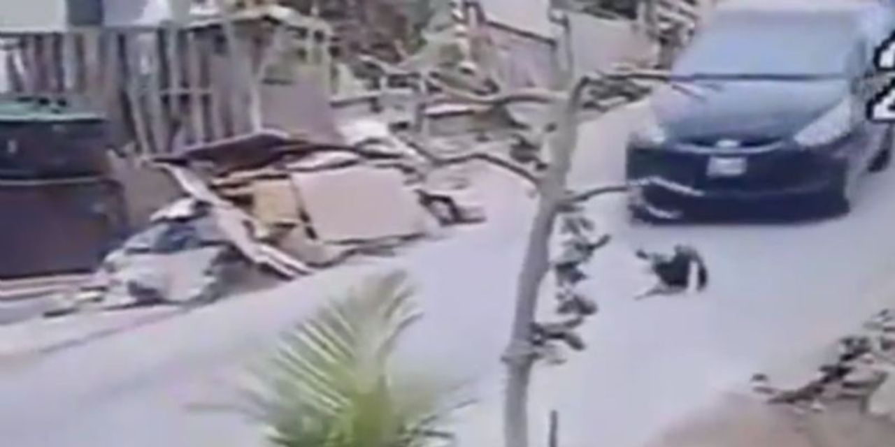 Video: Taxista arrolla a propósito a un perrito que descansaba en la calle | El Imparcial de Oaxaca