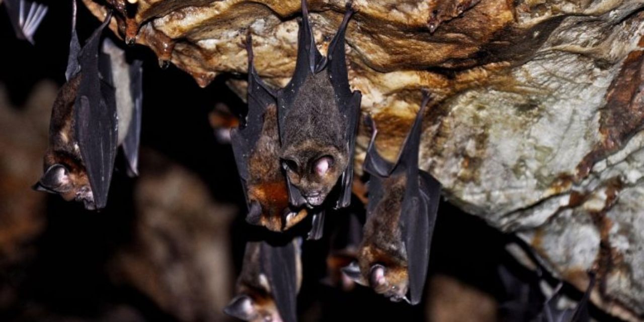 Descubren nuevo virus en los murciélagos muy similar al Covid-19 | El Imparcial de Oaxaca