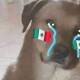 Pero las risas no faltaron: los memes de la eliminación de México
