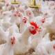 Afecta la gripe AH5N1 a 852 mil aves en nueve entidades