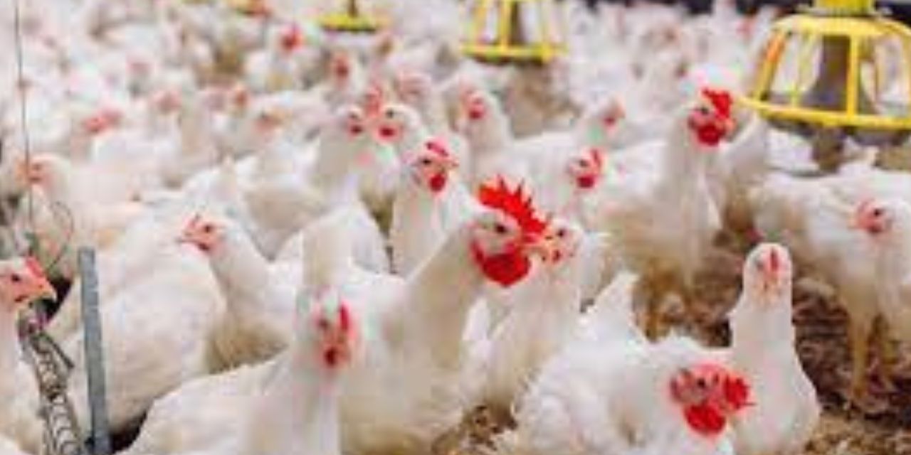 Afecta la gripe AH5N1 a 852 mil aves en nueve entidades | El Imparcial de Oaxaca