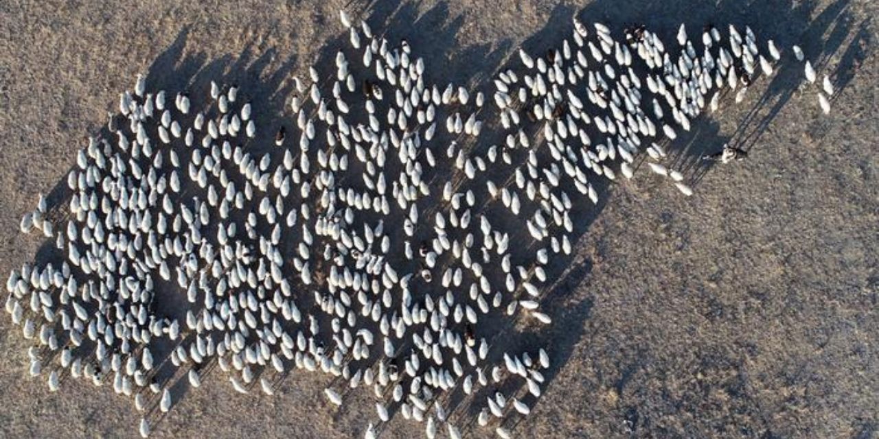 Extraño video muestra a un rebaño de ovejas caminando en círculo durante 12 días en China | El Imparcial de Oaxaca