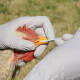 Jalisco y Sonora implementan acciones para contener la gripe aviar
