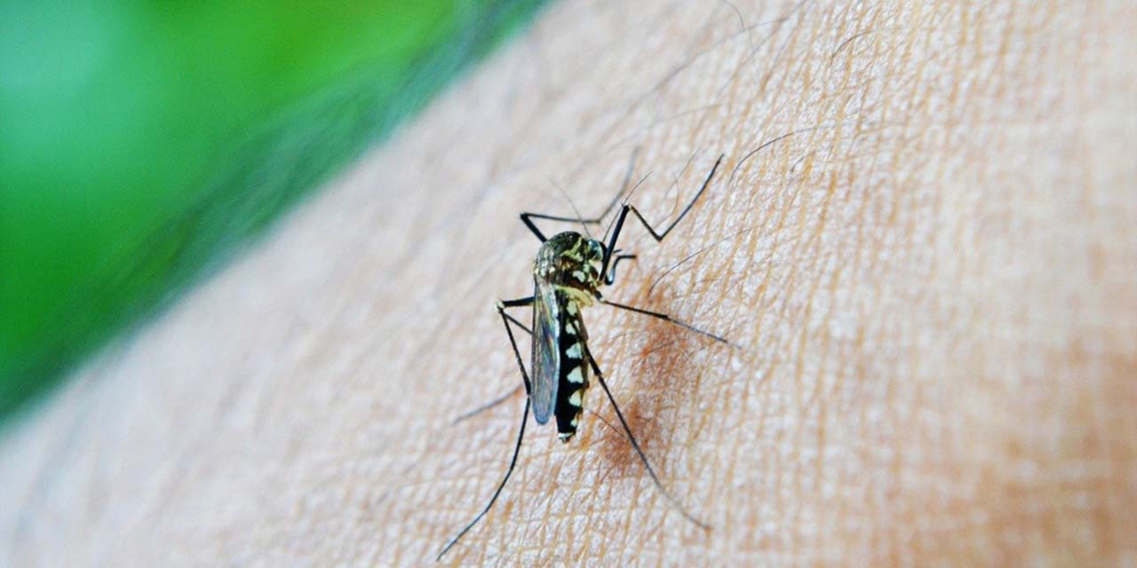 Confirma INDRE otros dos casos de paludismo | El Imparcial de Oaxaca