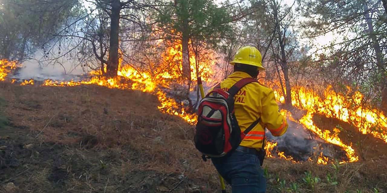 Oaxaca, cuarto lugar por daños de incendios forestales | El Imparcial de Oaxaca