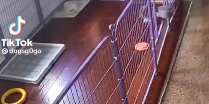 Viral: Perrito saltarín llena de ternura a usuarios