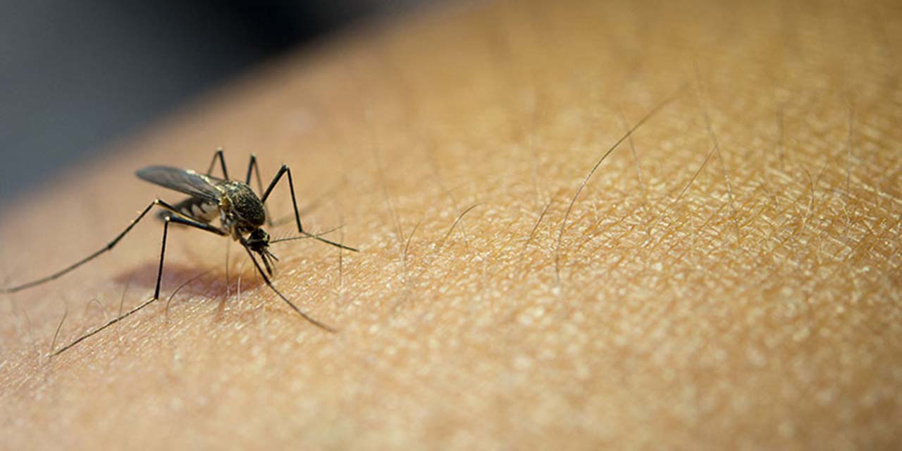 Reportan 10 casos más de paludismo; suman 26 | El Imparcial de Oaxaca