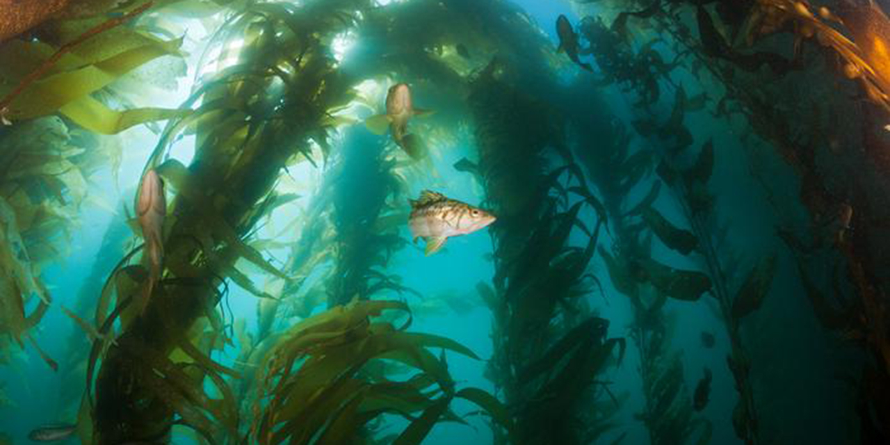 Hallan un bosque submarino de algas gigantes al sur de las Galápagos | El Imparcial de Oaxaca