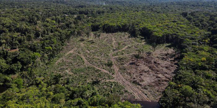 UE prohíbe importación de productos de la deforestación | El Imparcial de Oaxaca