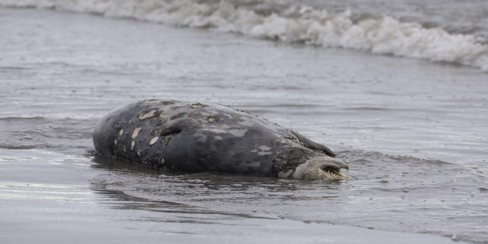 Investigan la muerte súbita de miles de focas en el Mar Caspio | El Imparcial de Oaxaca
