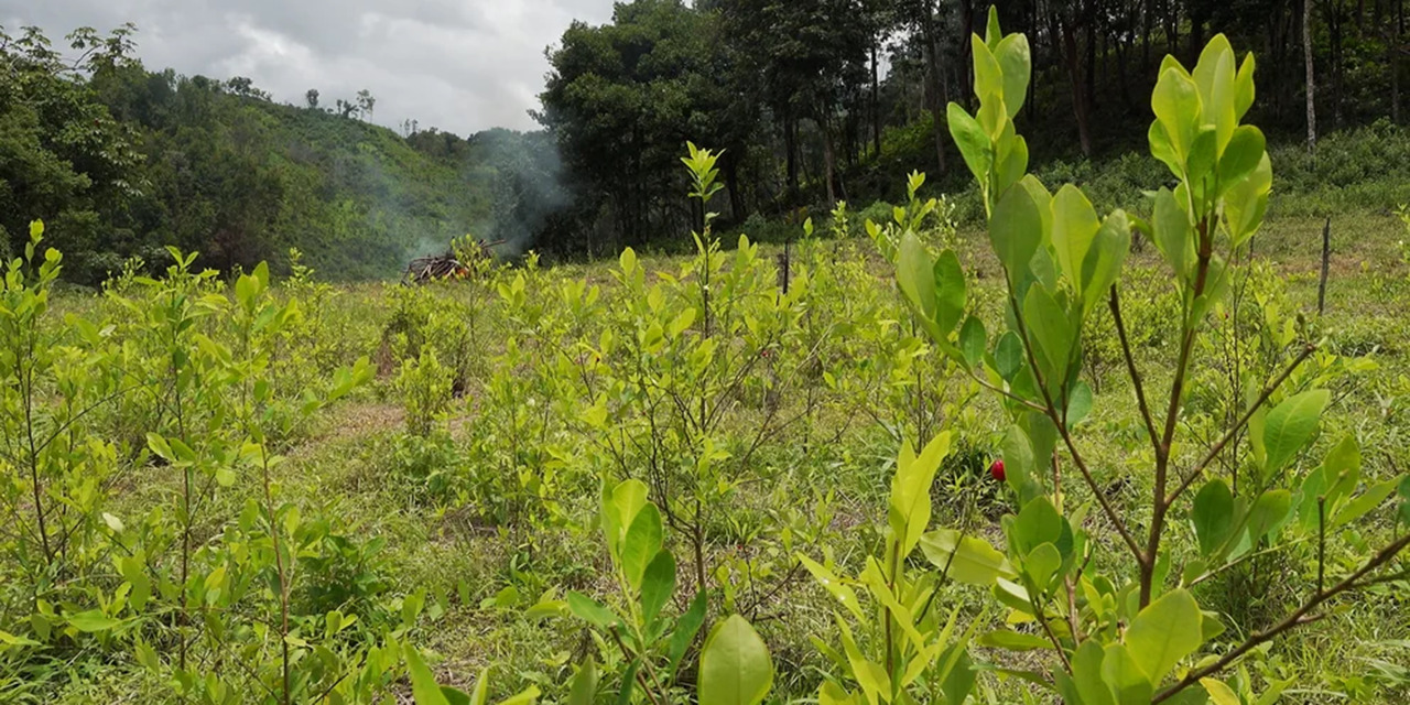Por qué los agricultores se cambiaron de la amapola a la coca en Guerrero | El Imparcial de Oaxaca