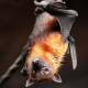 Habitan en Oaxaca 96 especies de murciélagos; claves en ecosistemas
