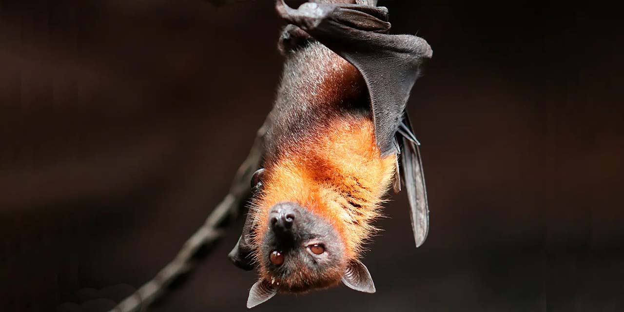 Habitan en Oaxaca 96 especies de murciélagos; claves en ecosistemas | El Imparcial de Oaxaca