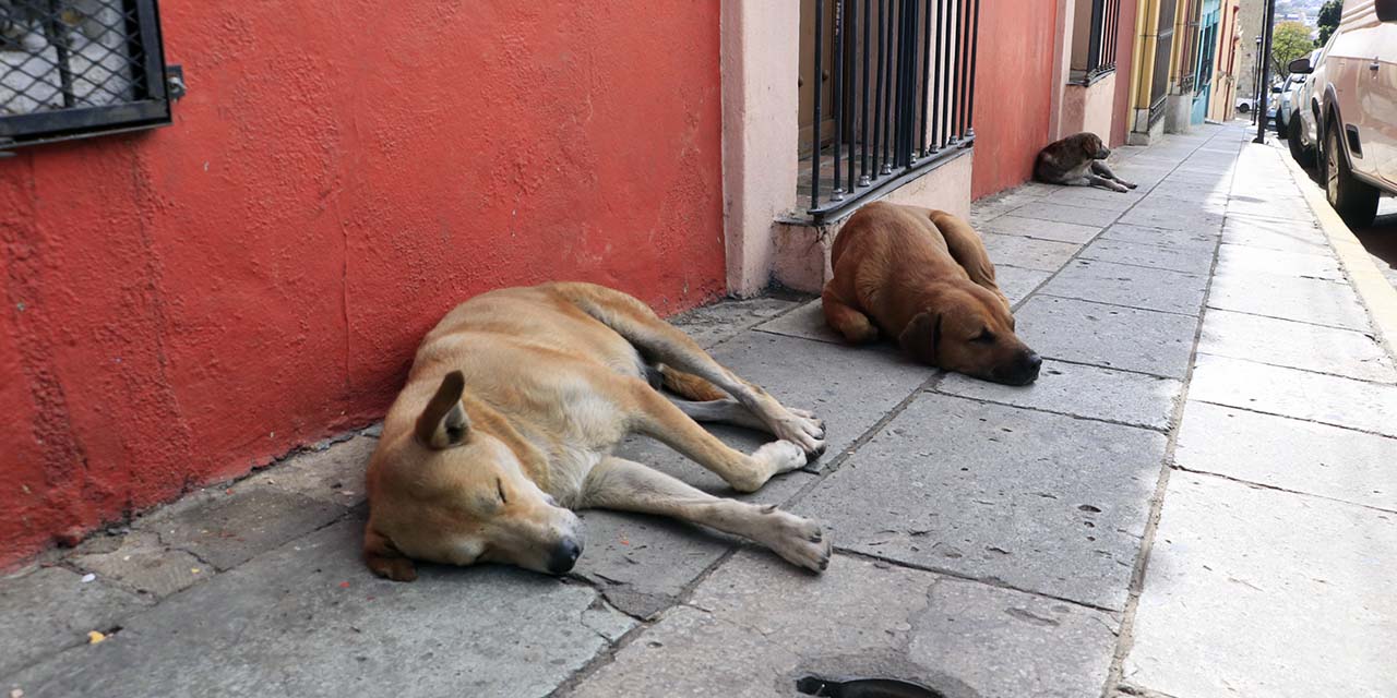 Incumple municipio con esterilizaciones de mascotas | El Imparcial de Oaxaca