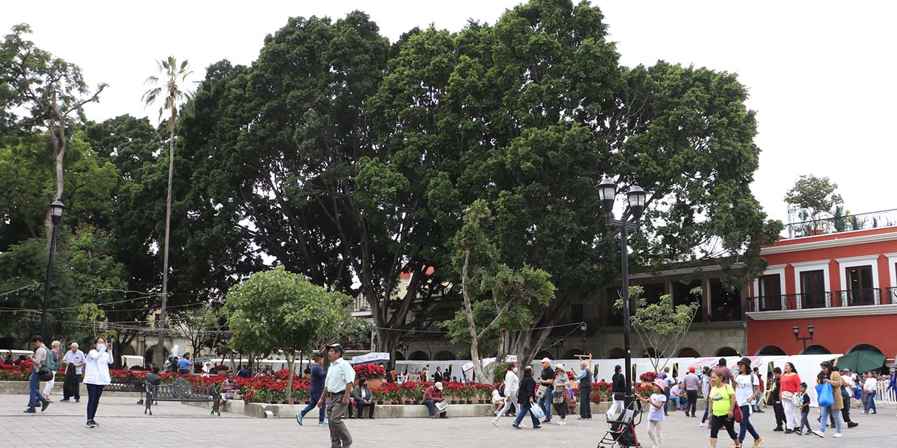 Pagan 1 mdp por plan de manejo del arbolado urbano | El Imparcial de Oaxaca