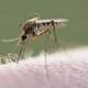Notifican dos nuevos decesos por dengue